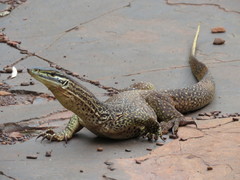 Varanus panoptes rubidus