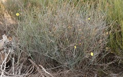 Hibbertia conspicua