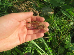Festuca paradoxa