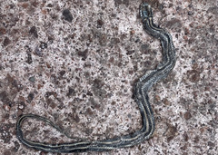 Pseudalsophis steindachneri