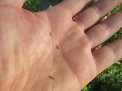 Festuca paradoxa