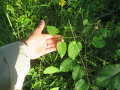 Gonolobus suberosus suberosus