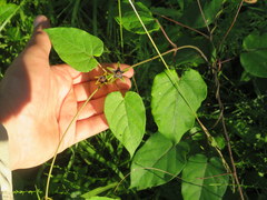 Gonolobus suberosus suberosus