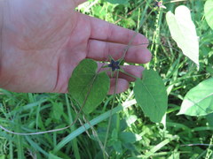 Gonolobus suberosus suberosus