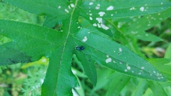 Lebia viridis