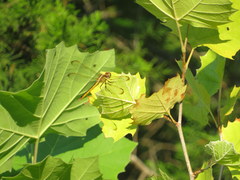 Libellula flavida