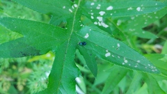 Lebia viridis