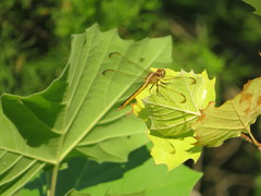 Libellula flavida