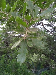 Quercus deserticola