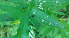 Lebia viridis