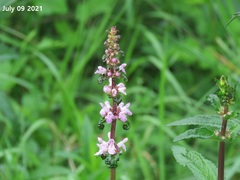 Stachys riederi
