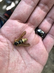 Paranthrene robiniae