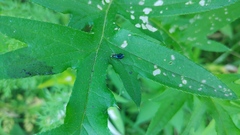 Lebia viridis