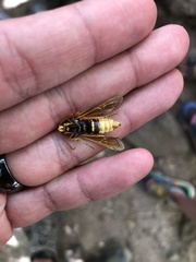 Paranthrene robiniae