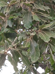 Quercus laeta