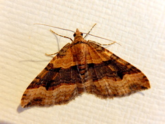 Epyaxa subidaria