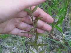 Agalinis auriculata