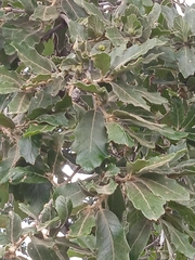 Quercus laeta