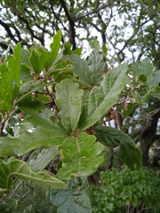 Quercus deserticola