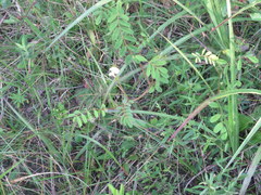 Tephrosia spicata
