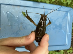 Procambarus acutus
