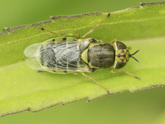 Hedriodiscus vertebratus