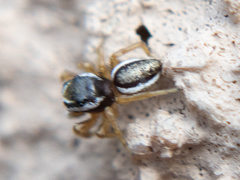 Pelegrina sabinema