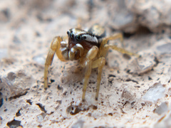Pelegrina sabinema