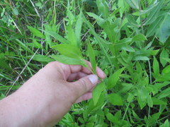 Rudbeckia terranigrae