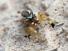 Pelegrina sabinema