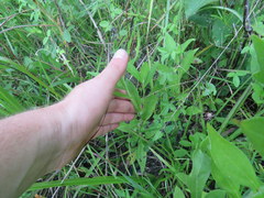 Rudbeckia terranigrae