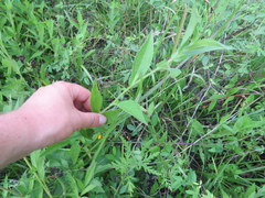 Rudbeckia terranigrae