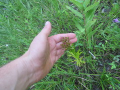 Hypericum sphaerocarpum