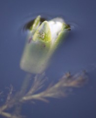 Hippuris vulgaris