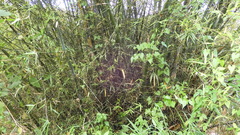 Bambusa dolichoclada