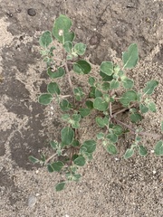 Tidestromia lanuginosa
