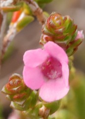 Thryptomene globifera