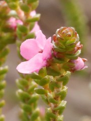 Thryptomene globifera