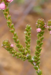 Thryptomene globifera