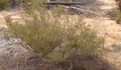 Thryptomene globifera
