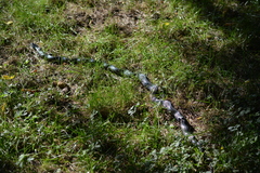 Pantherophis obsoletus