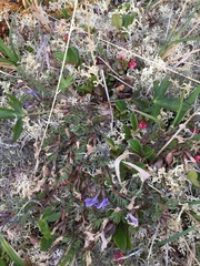 Oxytropis scammaniana