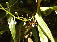 Prosthechea squalida