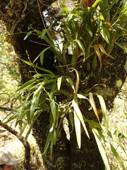 Prosthechea squalida