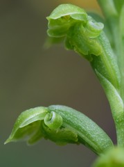 Microtis oblonga
