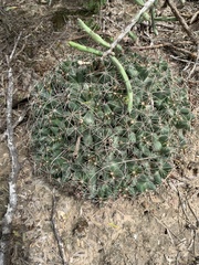 Coryphantha macromeris runyonii