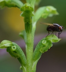 Microtis oblonga