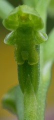 Microtis oblonga