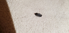 Coleoptera