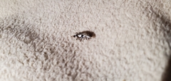 Coleoptera